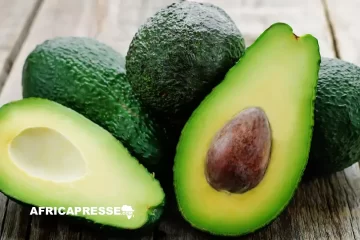 Avocat : Le Maroc détrône le Kenya et devient le premier exportateur africain en 2025