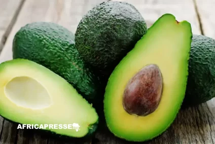 Avocat : Le Maroc détrône le Kenya et devient le premier exportateur africain en 2025