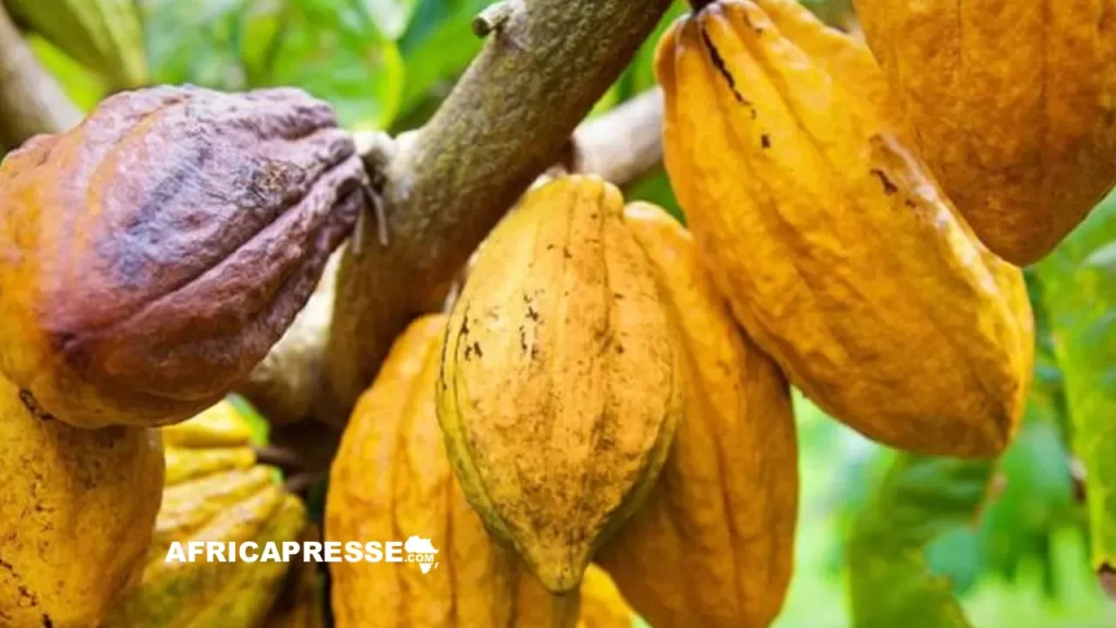 Cacao