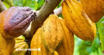 La Côte d’Ivoire lance Cacao Carbone+ pour verdir ses 2,5 millions d’hectares de vergers d’ici 2035