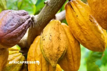 La Côte d’Ivoire lance Cacao Carbone+ pour verdir ses 2,5 millions d’hectares de vergers d’ici 2035 La Côte d’Ivoire lance Cacao Carbone+ pour verdir ses 2,5 millions d’hectares de vergers d’ici 2035