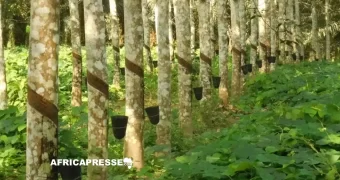 La Côte d’Ivoire mise 300 millions de dollars sur la réforme et la modernisation agricoles