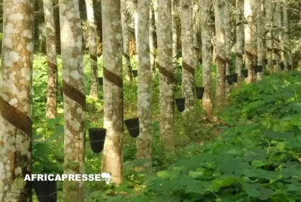 La Côte d’Ivoire mise 300 millions de dollars sur la réforme et la modernisation agricoles La Côte d’Ivoire mise 300 millions de dollars sur la réforme et la modernisation agricoles