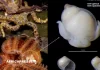 Biodiversité : Un nouveau genre d’escargot parasite découvert dans la Grande Forêt Marine Africaine