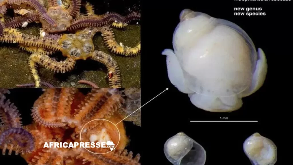 Introphiuricola rebeccae