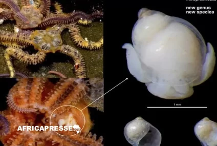 Biodiversité : Un nouveau genre d’escargot parasite découvert dans la Grande Forêt Marine Africaine