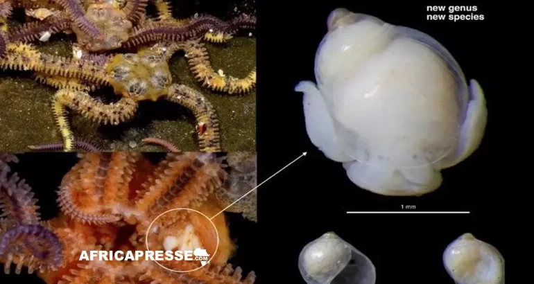 Introphiuricola rebeccae