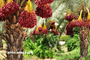 Deux États africains dominent le classement des plus grands producteurs de dattes