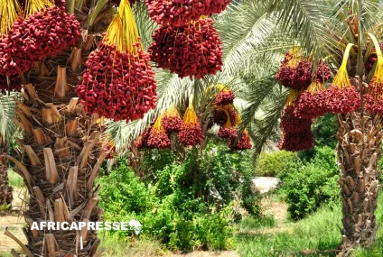Deux États africains dominent le classement des plus grands producteurs de dattes