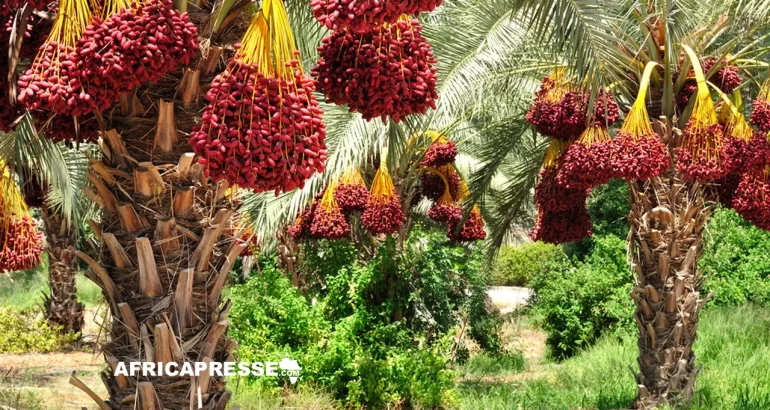 Deux États africains dominent le classement des plus grands producteurs de dattes