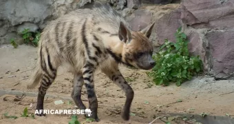 Faune mondiale : 40 espèces migratrices intègrent le régime de protection internationale à l’issue de la COP15 au Brésil