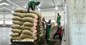 Côte d’Ivoire : les producteurs frappés par une forte baisse du prix du cacao