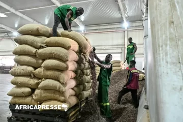 Côte d’Ivoire : les producteurs frappés par une forte baisse du prix du cacao