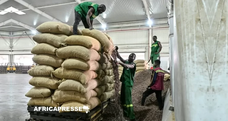 Côte d’Ivoire : les producteurs frappés par une forte baisse du prix du cacao