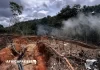 Déforestation : Plus 11 terrains de football par minute, la lente décrue de la destruction des forêts primaires