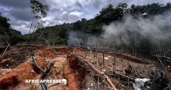 Déforestation : Plus 11 terrains de football par minute, la lente décrue de la destruction des forêts primaires