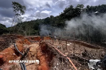 Déforestation : Plus 11 terrains de football par minute, la lente décrue de la destruction des forêts primaires