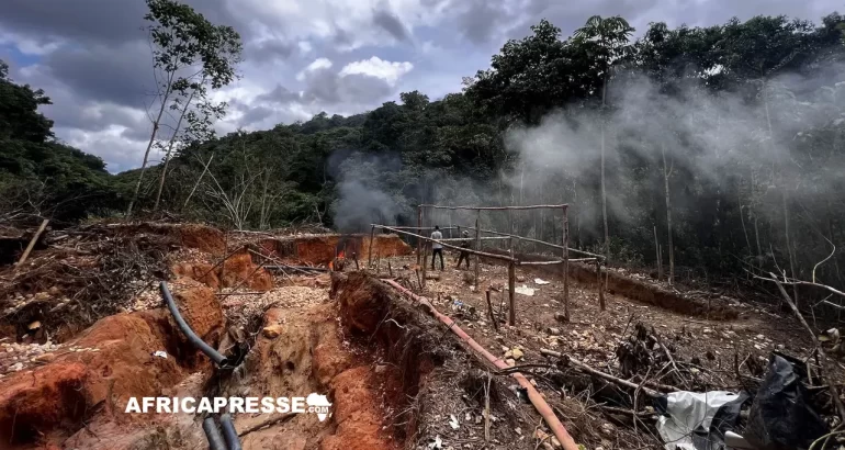 Déforestation : Plus 11 terrains de football par minute, la lente décrue de la destruction des forêts primaires