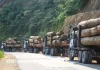 Congo : la CEA veut faire de la filière bois un moteur de l’industrialisation en Afrique centrale