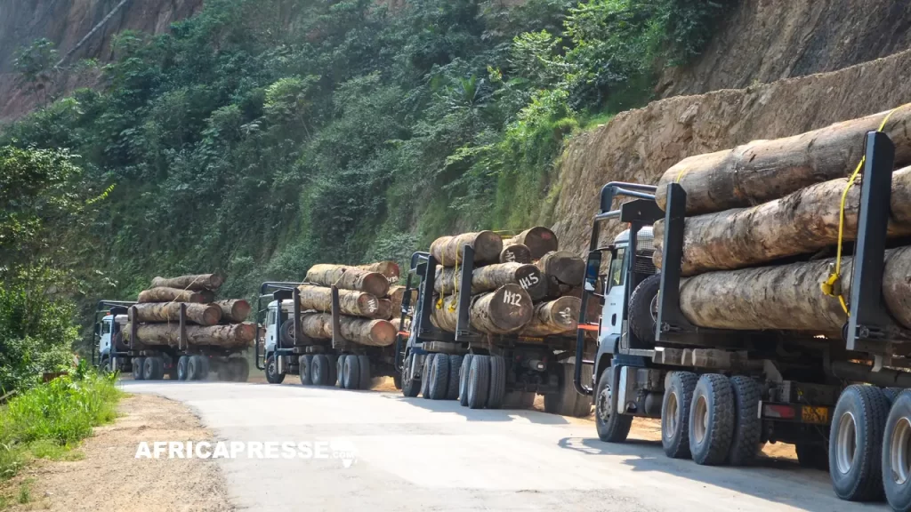 Déforestation en 2025 : un répit trompeur après une année noire