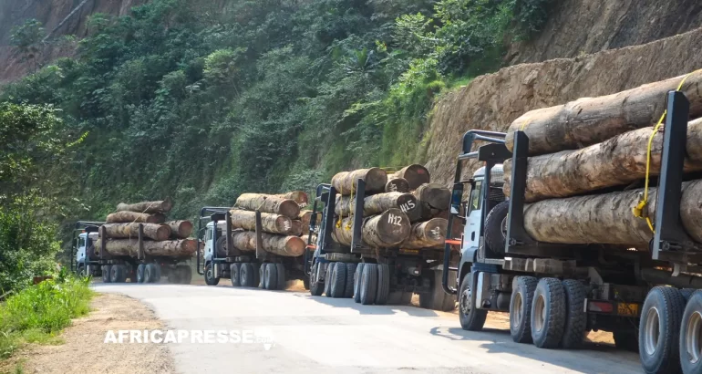 Congo : la CEA veut faire de la filière bois un moteur de l’industrialisation en Afrique centrale