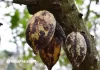 Cacao : le plan de bataille de la Côte d’Ivoire et du Ghana contre le virus qui ronge les vergers