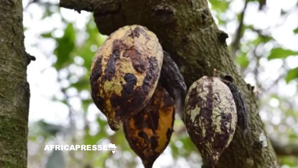 Le swollen shoot, le « sida » du cacao