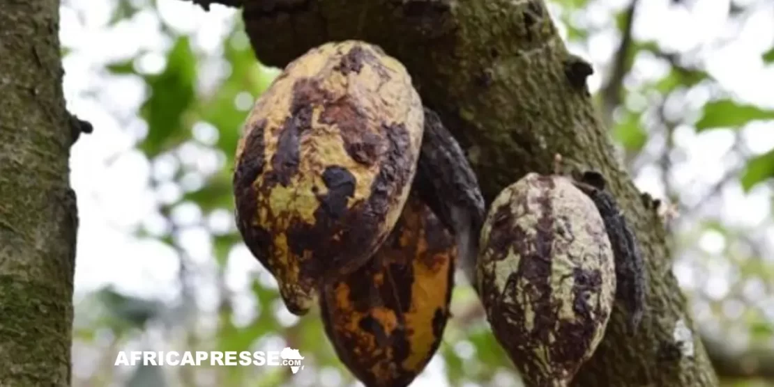Cacao : le plan de bataille de la Côte d’Ivoire et du Ghana contre le virus qui ronge les vergers