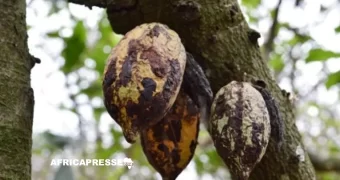 Cacao : le plan de bataille de la Côte d’Ivoire et du Ghana contre le virus qui ronge les vergers