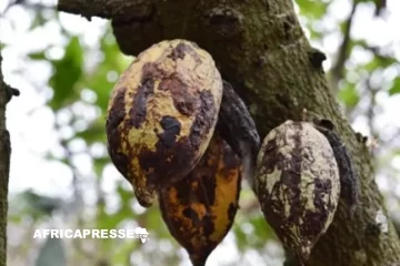 Cacao : le plan de bataille de la Côte d’Ivoire et du Ghana contre le virus qui ronge les vergers