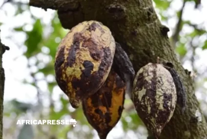 Cacao : le plan de bataille de la Côte d’Ivoire et du Ghana contre le virus qui ronge les vergers Cacao : le plan de bataille de la Côte d’Ivoire et du Ghana contre le virus qui ronge les vergers