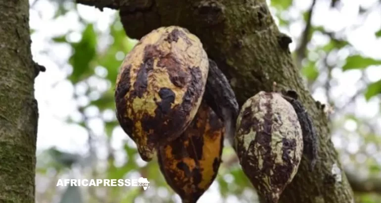 Le swollen shoot, le « sida » du cacao