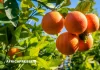 Fin de règne pour l’Espagne : l’Afrique du Sud prend la tête du marché mondial des agrumes