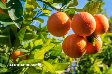 Fin de règne pour l’Espagne : l’Afrique du Sud prend la tête du marché mondial des agrumes