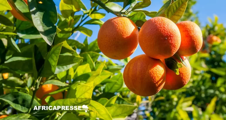 l’Afrique du Sud prend la tête du marché mondial des agrumes
