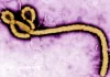 Ebola en RDC : la souche rare Bundibugyo refait surface après 14 ans d’absence