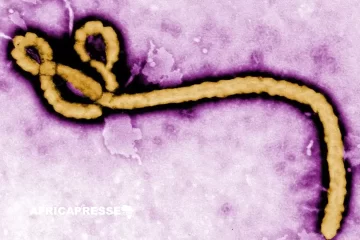 Ebola en RDC : la souche rare Bundibugyo refait surface après 14 ans d’absence