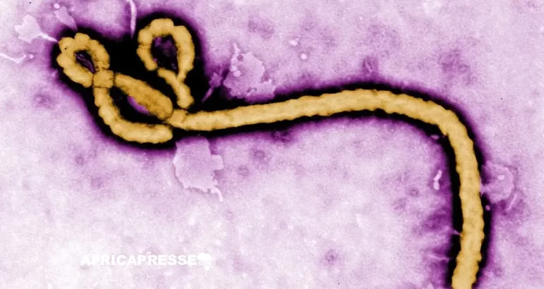 Ebola en RDC : la souche rare Bundibugyo refait surface après 14 ans d’absence