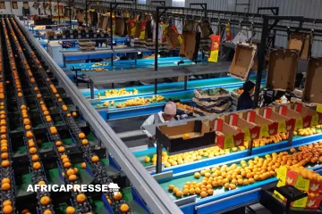 Fin de règne pour l’Espagne : l’Afrique du Sud prend la tête du marché mondial des agrumes Fin de règne pour l’Espagne : l’Afrique du Sud prend la tête du marché mondial des agrumes