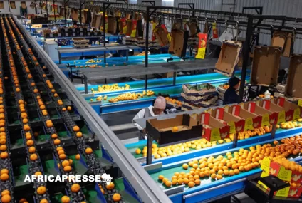Fin de règne pour l’Espagne : l’Afrique du Sud prend la tête du marché mondial des agrumes
