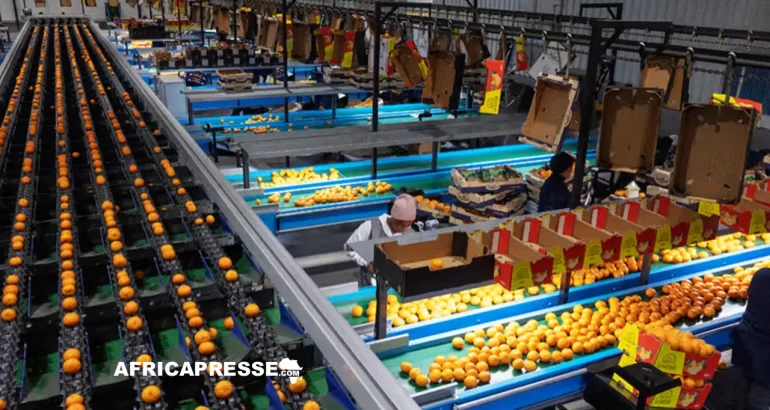 Fin de règne pour l’Espagne : l’Afrique du Sud prend la tête du marché mondial des agrumes