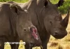 Afrique du Sud : un éleveur de rhinocéros veut exporter de 479 cornes vers la Chine, le Canada et les États-Unis malgré l’interdiction mondiale