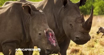 Afrique du Sud : un éleveur de rhinocéros veut exporter de 479 cornes vers la Chine, le Canada et les États-Unis malgré l’interdiction mondiale