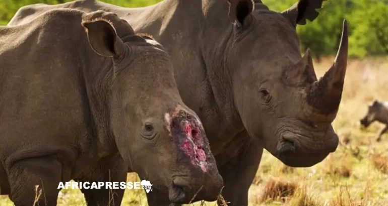 Afrique du Sud : un éleveur de rhinocéros veut exporter de 479 cornes vers la Chine, le Canada et les États-Unis malgré l’interdiction mondiale