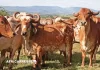 Commerce Afrique–États-Unis : l’industrie américaine de la viande cherche à utiliser l’AGOA comme levier d’influence