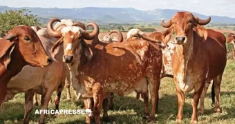 Commerce Afrique–États-Unis : l’industrie américaine de la viande cherche à utiliser l’AGOA comme levier d’influence