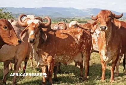 Commerce Afrique–États-Unis : l’industrie américaine de la viande cherche à utiliser l’AGOA comme levier d’influence