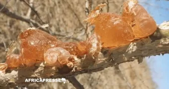 Gomme arabique : le Tchad supplante le Soudan sur le marché français