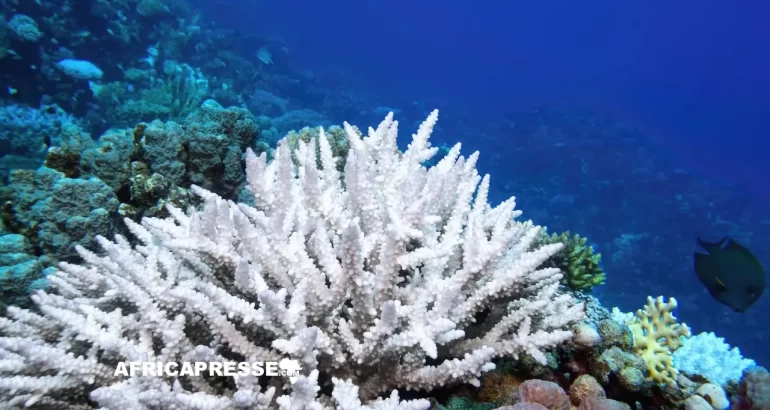 Journée de l’environnement 2026 : l’UNESCO tire la sonnette d’alarme sur un basculement climatique irréversible d’ici 2050 Journée de l’environnement 2026 : l’UNESCO tire la sonnette d’alarme sur un basculement climatique irréversible d’ici 2050