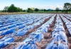 Afrique : la FAO appelle à réduire la pollution plastique dans le secteur agricole